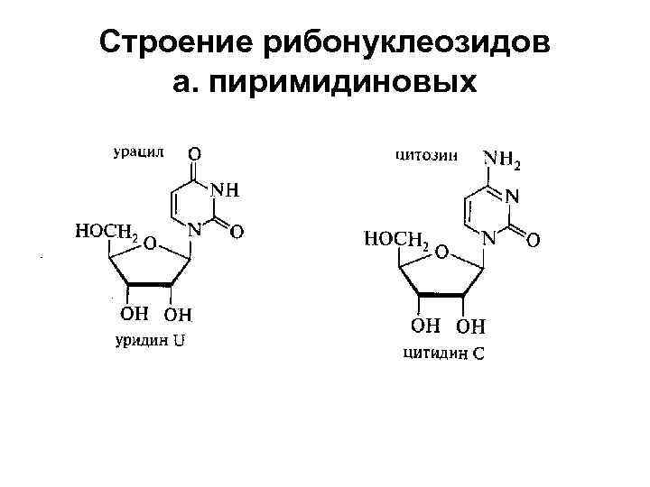 Строение рибонуклеозидов а. пиримидиновых 