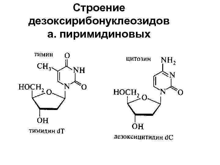 Строение дезоксирибонуклеозидов а. пиримидиновых 