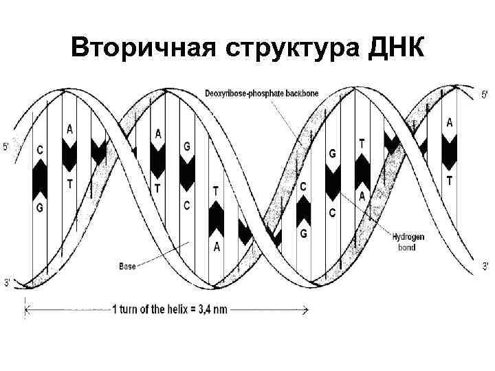 Вторичная структура ДНК 