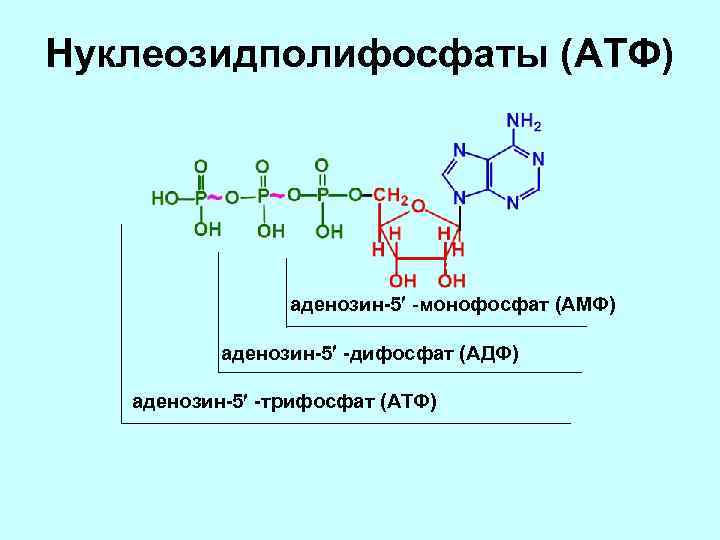 Нуклеозидполифосфаты (АТФ) аденозин-5 -монофосфат (АМФ) аденозин-5 -дифосфат (АДФ) аденозин-5 -трифосфат (АТФ) 