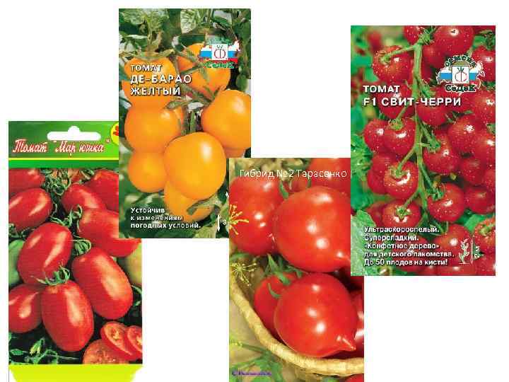 Гибрид № 2 Тарасенко 