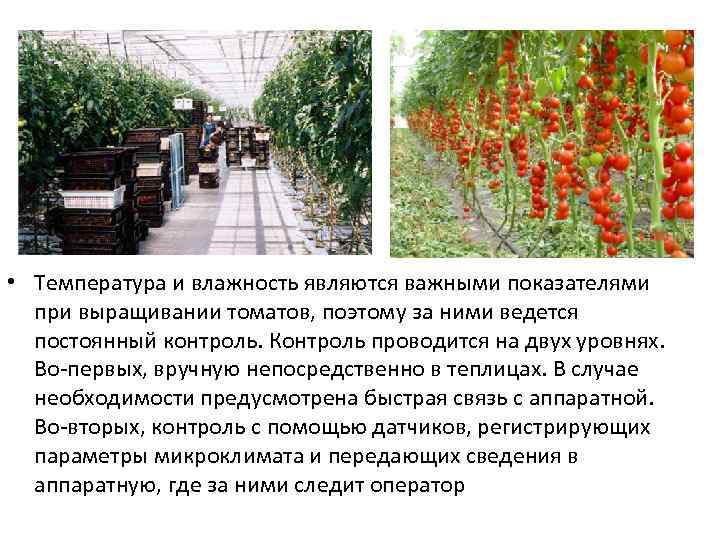  • Температура и влажность являются важными показателями при выращивании томатов, поэтому за ними