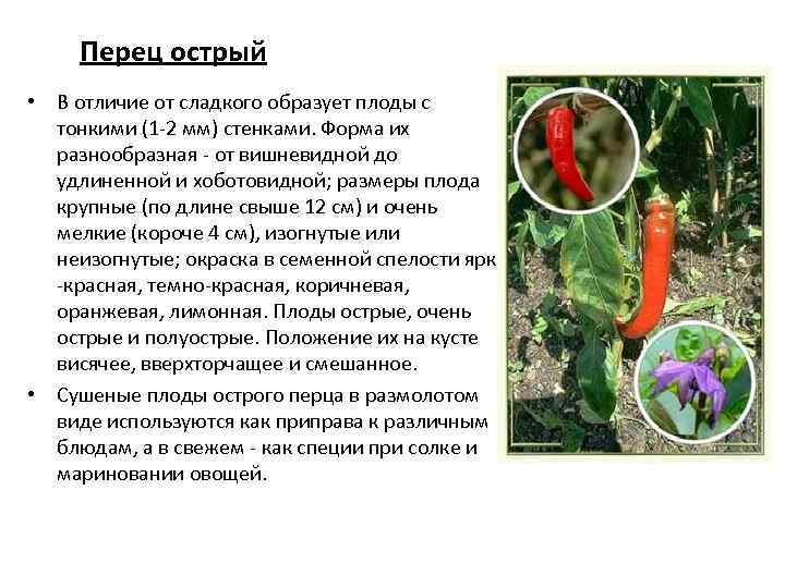 Перец острый • В отличие от сладкого образует плоды с тонкими (1 2 мм)