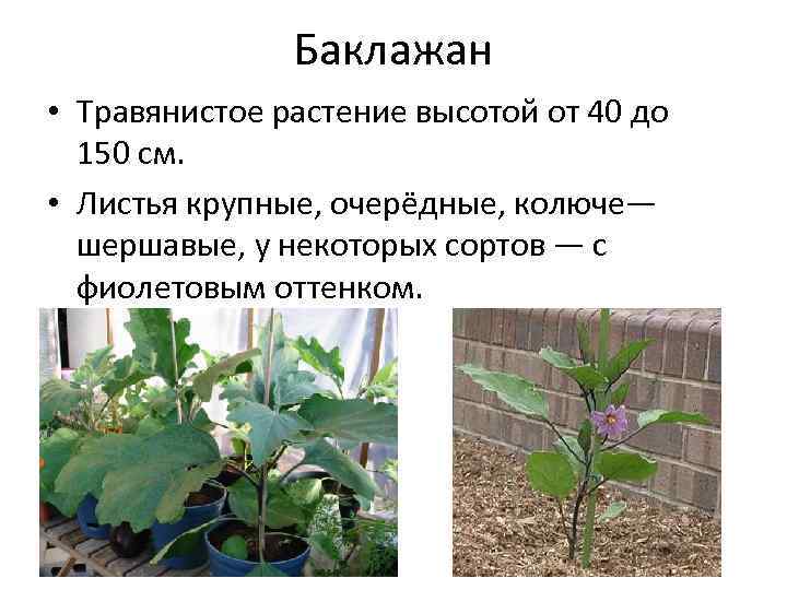Баклажан • Травянистое растение высотой от 40 до 150 см. • Листья крупные, очерёдные,