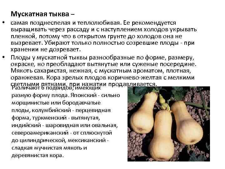 Мускатная тыква – • самая позднеспелая и теплолюбивая. Ее рекомендуется выращивать через рассаду и