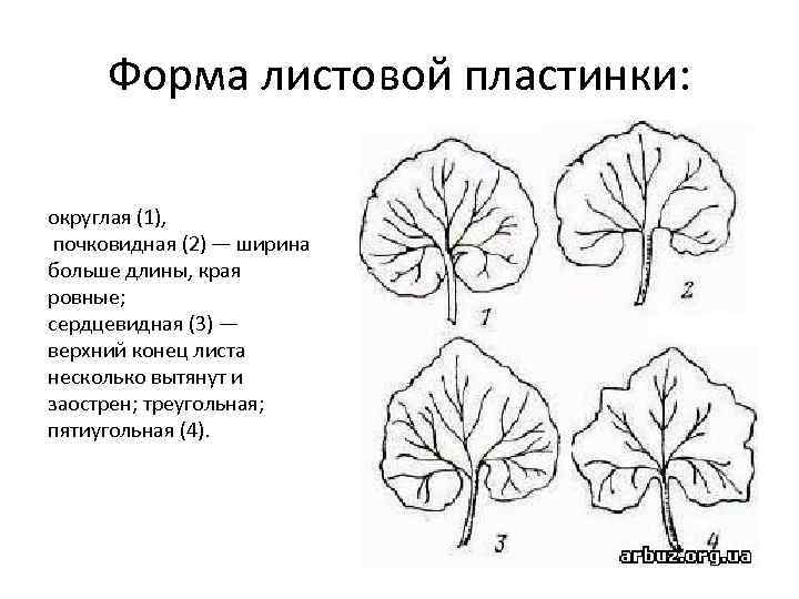 Поворот листовых пластинок в сторону источника света