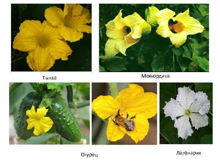 Момордика Тыква Огурец Лагенария 