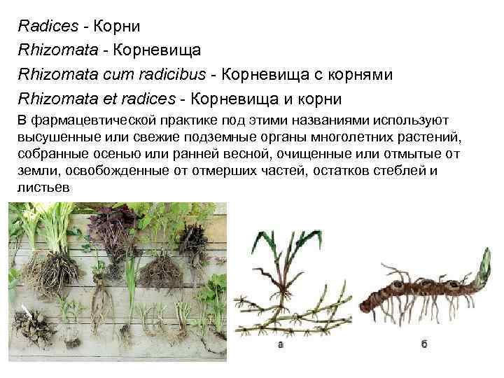 Radices - Корни Rhizomata - Корневища Rhizomata cum radicibus - Корневища с корнями Rhizomata