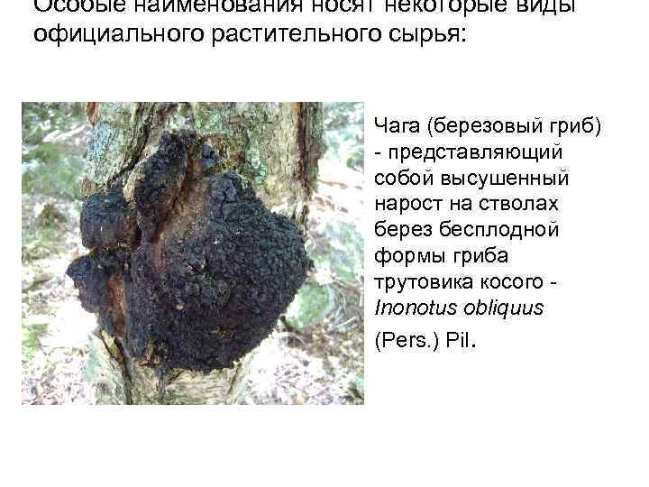 Особые наименования носят некоторые виды официального растительного сырья: Чага (березовый гриб) - представляющий собой