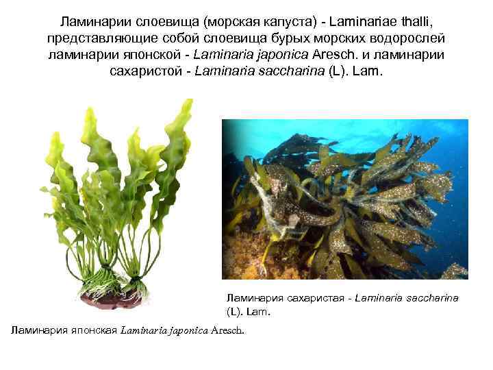Слоевище характерно для. Ламинария слоевища. Жизненный цикл ламинарии японской (Laminaria japonica). Фукус плотность слоевища. Слоевища ламинарии при анемии.