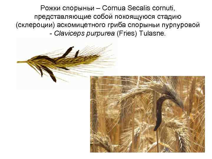 Рожки спорыньи – Cornua Seсalis cornuti, представляющие собой покоящуюся стадию (склероции) аскомицетного гриба спорыньи