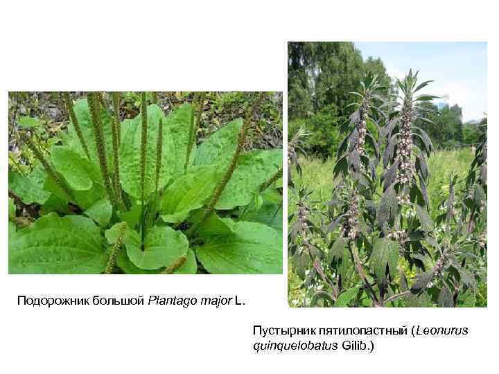 Подорожник большой Plantago major L. Пустырник пятилопастный (Leonurus quinquelobatus Gilib. ) 