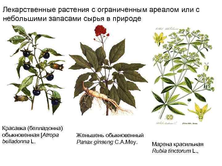 Определитель лекарственных растений по фото