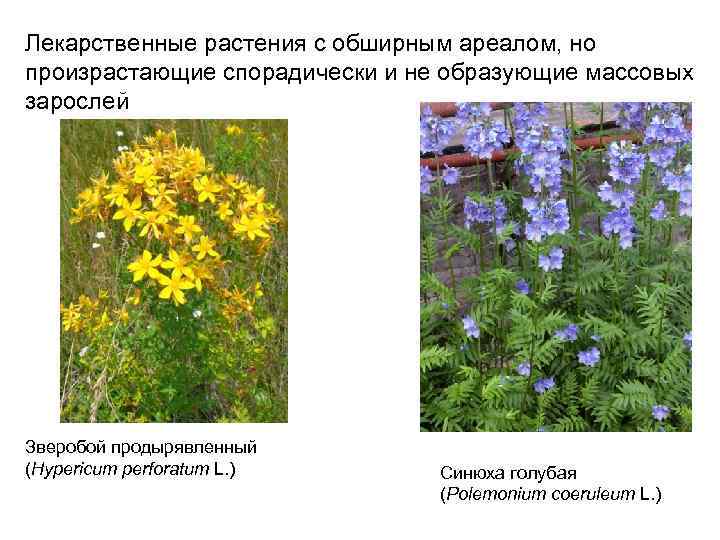 Лекарственные растения с обширным ареалом, но произрастающие спорадически и не образующие массовых зарослей Зверобой