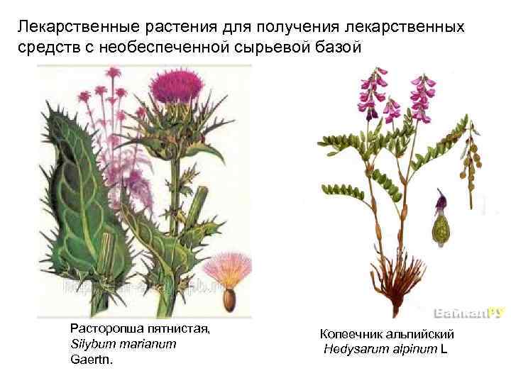 Лекарственные растения для получения лекарственных средств с необеспеченной сырьевой базой Расторопша пятнистая, Silybum marianum
