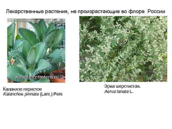 Лекарственные растения, не произрастающие во флоре России Каланхое перистое Kalanchoe pinnata (Lam. ) Pers