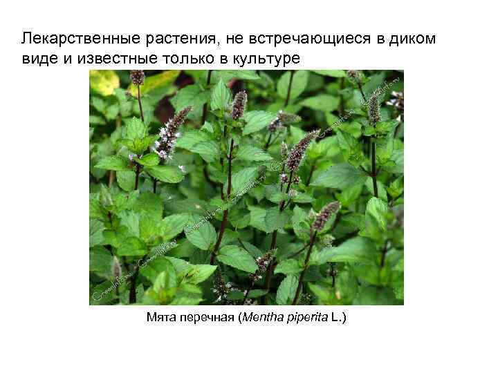 Лекарственные растения, не встречающиеся в диком виде и известные только в культуре Мята перечная