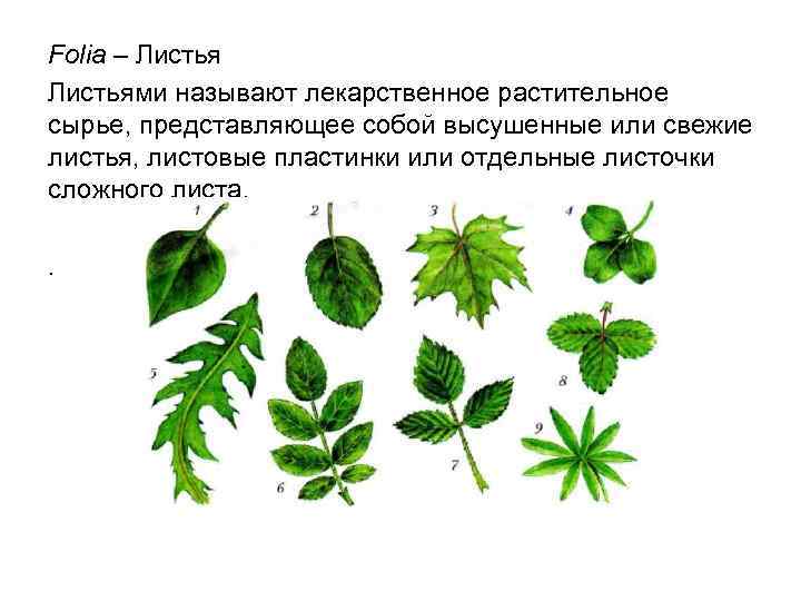 Folia – Листьями называют лекарственное растительное сырье, представляющее собой высушенные или свежие листья, листовые