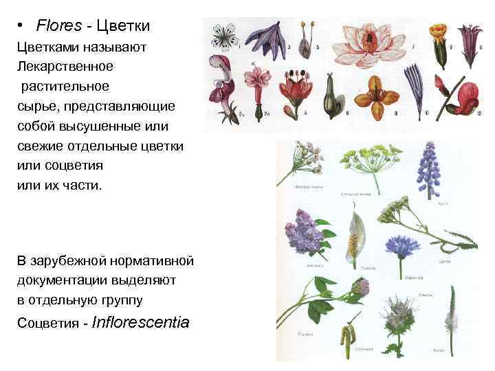  • Flores - Цветки Цветками называют Лекарственное растительное сырье, представляющие собой высушенные или