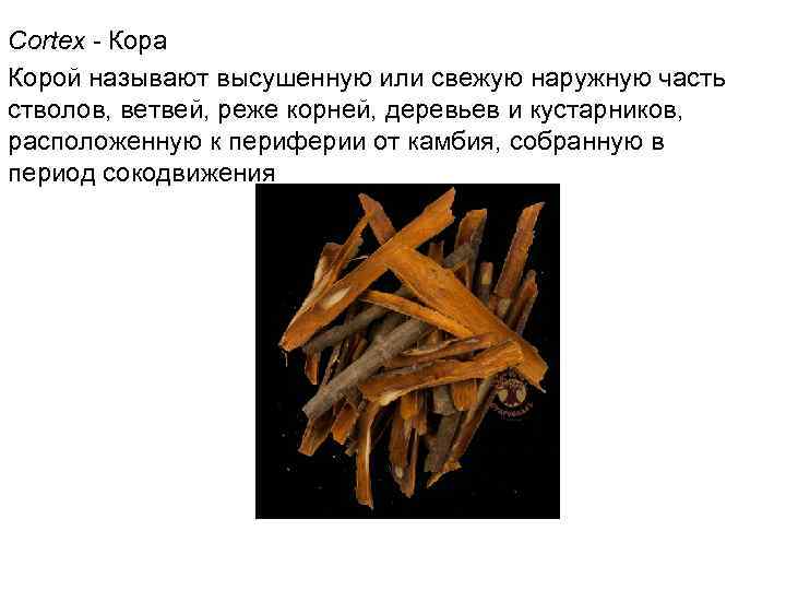 Cortex - Кора Корой называют высушенную или свежую наружную часть стволов, ветвей, реже корней,