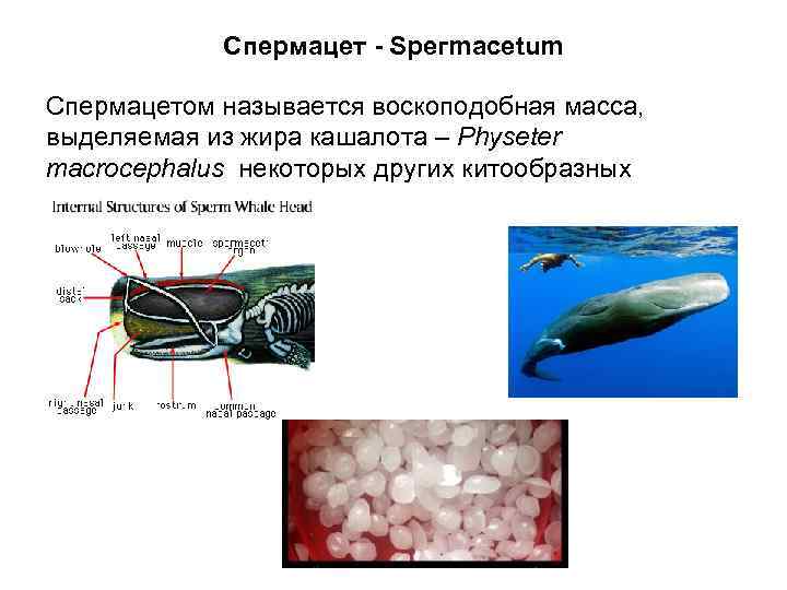 Спермацет - Sрегmасеtum Спермацетом называется воскоподобная масса, выделяемая из жира кашалота – Physeter macrocephalus