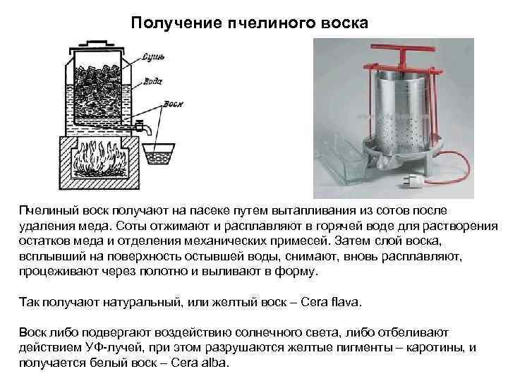 Получение пчелиного воска Пчелиный воск получают на пасеке путем вытапливания из сотов после удаления