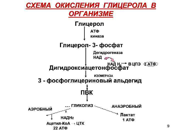 Обмен липидов биохимия схема