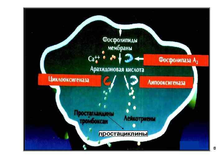 Обмен липидов биохимия схема