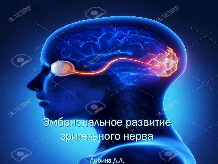 Эмбриональное развитие зрительного нерва Дибина Д. А. 