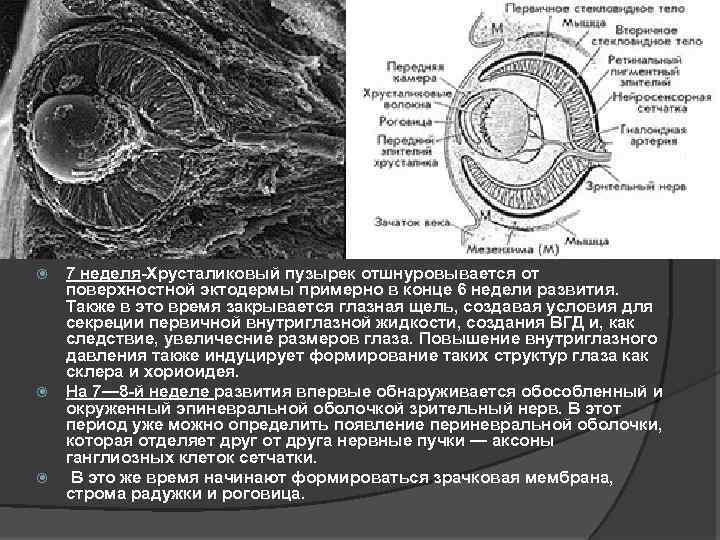  7 неделя-Хрусталиковый пузырек отшнуровывается от поверхностной эктодермы примерно в конце 6 недели развития.
