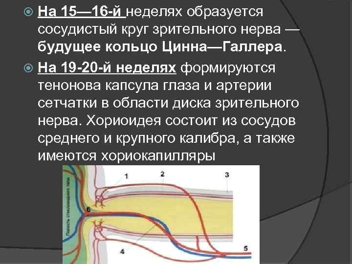 На 15— 16 -й неделях образуется сосудистый круг зрительного нерва — будущее кольцо Цинна—Галлера.