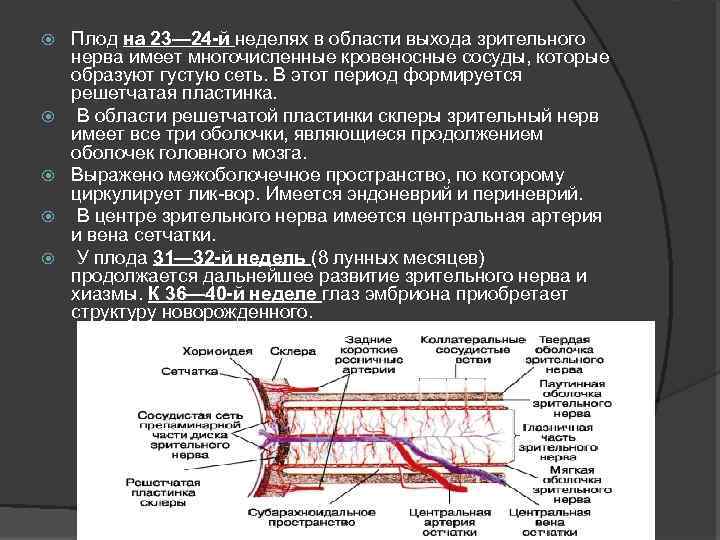  Плод на 23— 24 -й неделях в области выхода зрительного нерва имеет многочисленные
