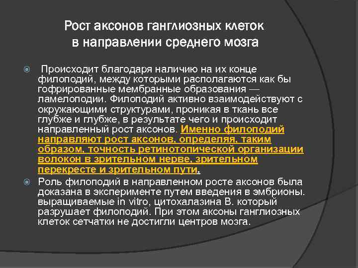 Рост аксонов ганглиозных клеток в направлении среднего мозга Происходит благодаря наличию на их конце
