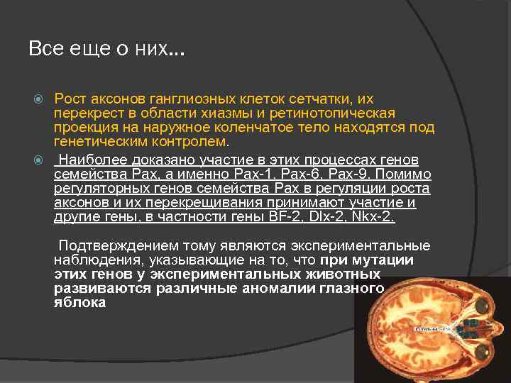 Все еще о них… Рост аксонов ганглиозных клеток сетчатки, их перекрест в области хиазмы