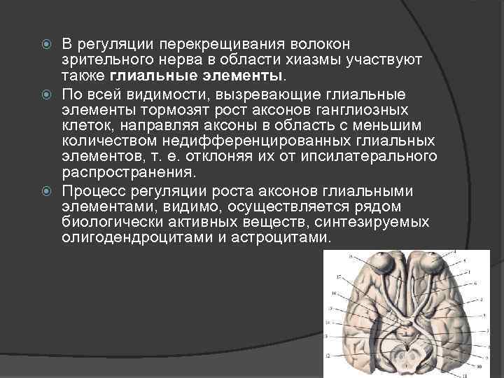 В регуляции перекрещивания волокон зрительного нерва в области хиазмы участвуют также глиальные элементы. По