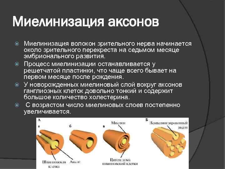 Миелинизация аксонов Миелинизация волокон зрительного нерва начинается около зрительного перекреста на седьмом месяце эмбрионального