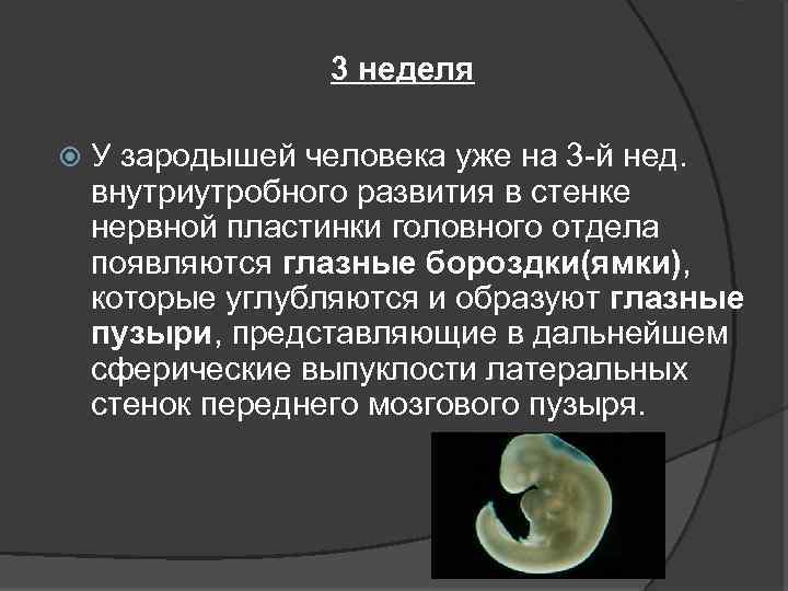 3 неделя У зародышей человека уже на 3 -й нед. внутриутробного развития в стенке