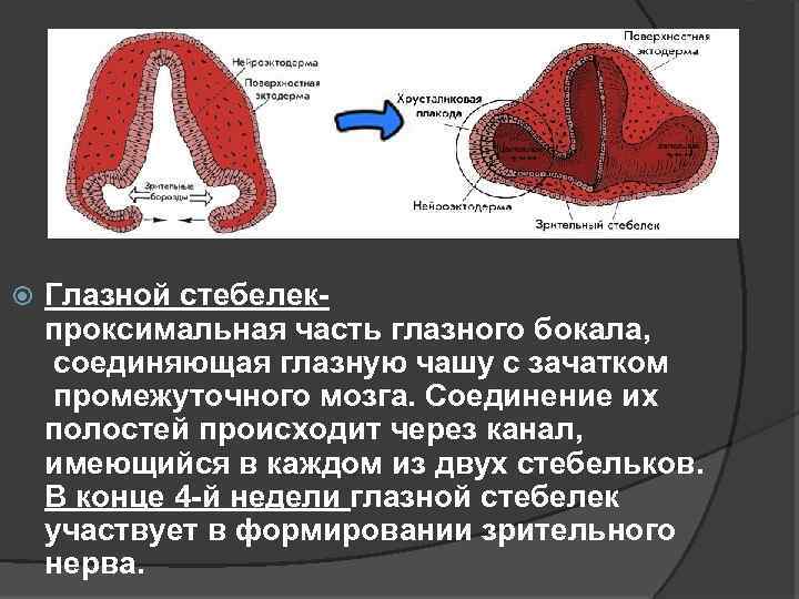  Глазной стебелекпроксимальная часть глазного бокала, соединяющая глазную чашу с зачатком промежуточного мозга. Соединение