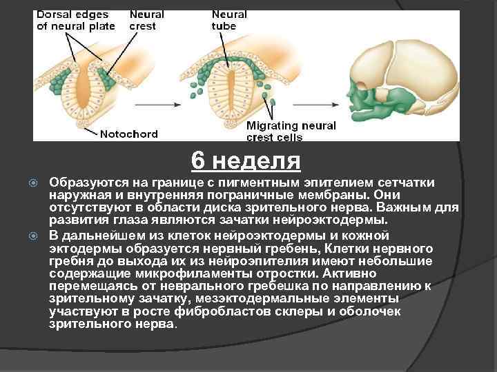 Заболевания сетчатки и зрительного нерва презентация