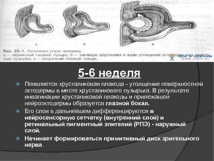 5 -6 неделя Появляется хрусталиковая плакода - утолщение поверхностной эктодермы в месте хрусталикового пузырька.