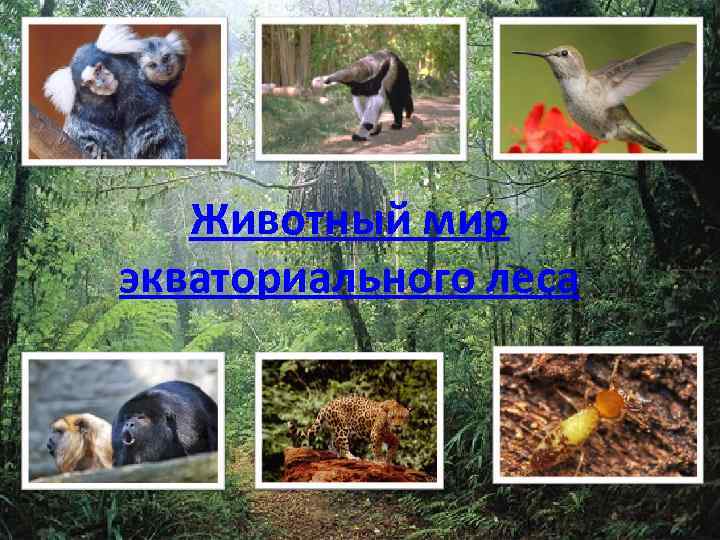 Животный мир экваториального леса 