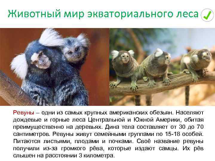 Животный мир экваториального леса Ревуны – одни из самых крупных американских обезьян. Населяют дождевые