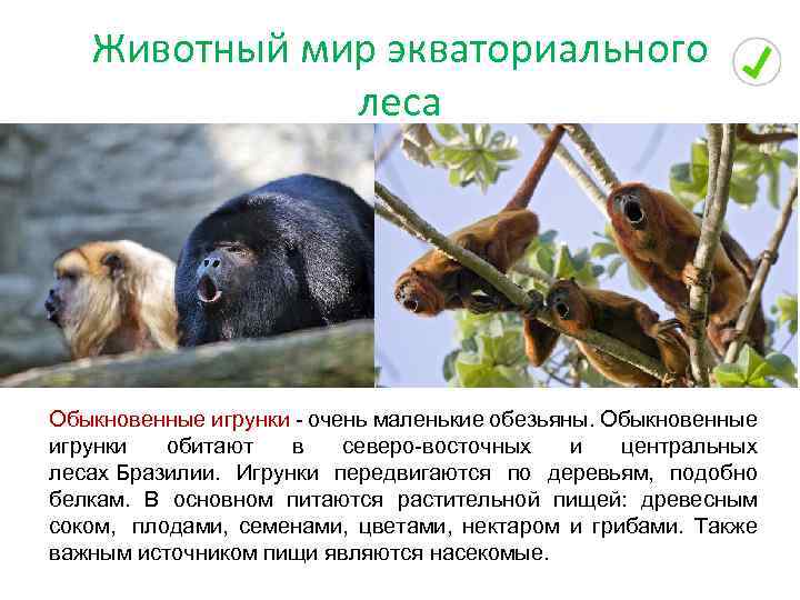 Животный мир экваториального леса Обыкновенные игрунки - очень маленькие обезьяны. Обыкновенные игрунки обитают в