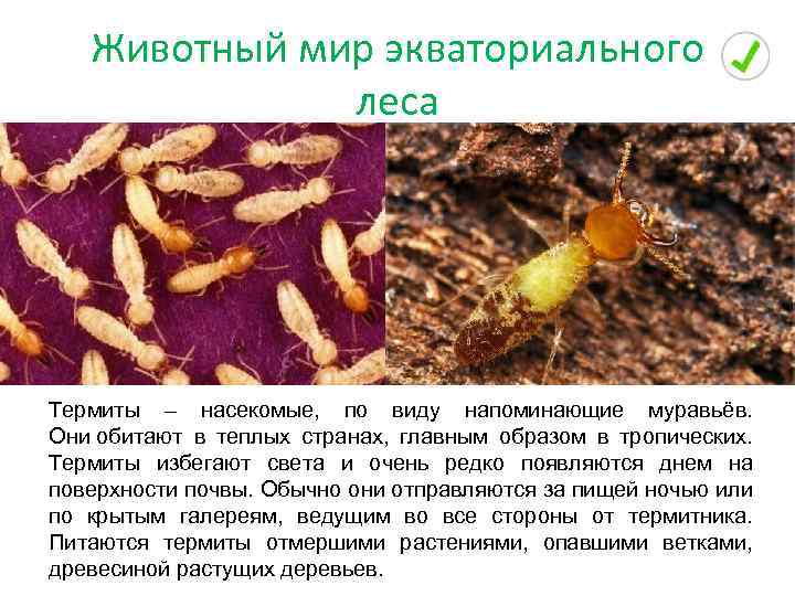 Животный мир экваториального леса Термиты – насекомые, по виду напоминающие муравьёв. Они обитают в