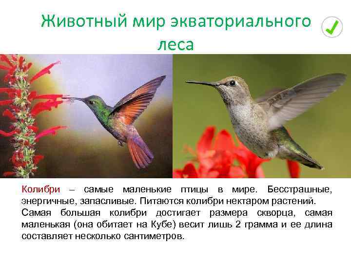 Животный мир экваториального леса Колибри – самые маленькие птицы в мире. Бесстрашные, энергичные, запасливые.