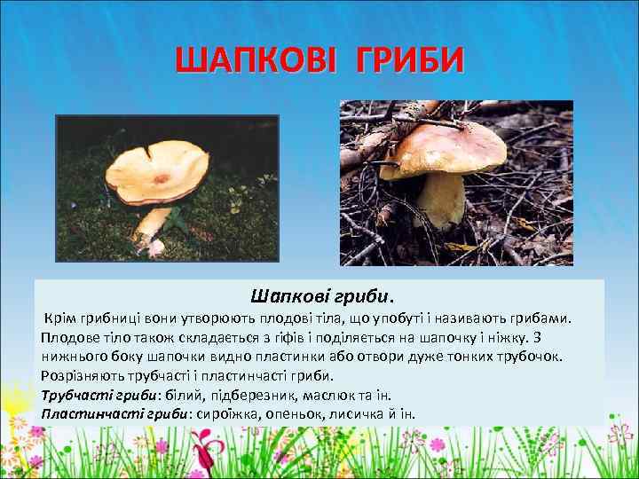 ШАПКОВІ ГРИБИ Шапкові гриби. Крім грибниці вони утворюють плодові тіла, що упобуті і називають