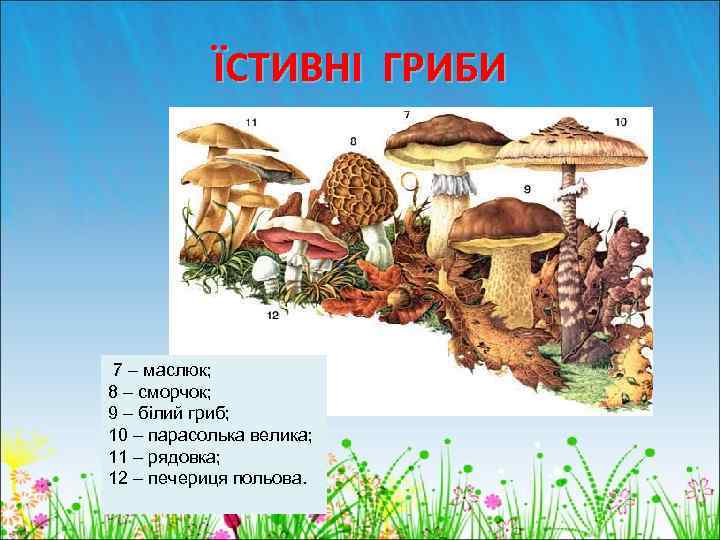 ЇСТИВНІ ГРИБИ 7 – маслюк; 8 – сморчок; 9 – білий гриб; 10 –