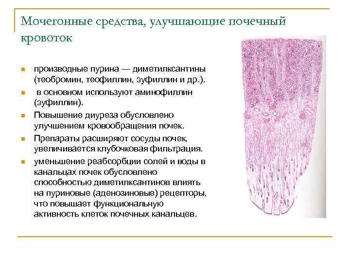 Мочегонные средства, улучшающие почечный кровоток n n n производные пурина — диметилксантины (теобромин, теофиллин,