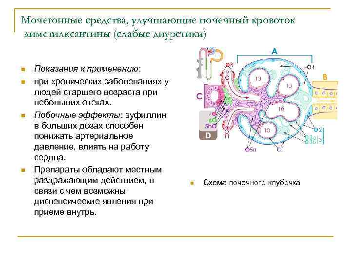 Мочегонные средства, улучшающие почечный кровоток диметилксантины (слабые диуретики) n n Показания к применению: при