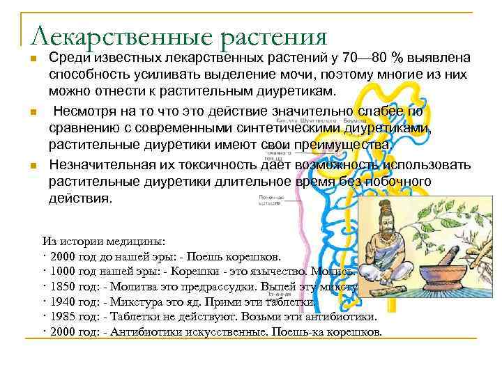 Лекарственные растения n n n Среди известных лекарственных растений у 70— 80 % выявлена